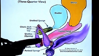 European Tutor Teaches How To Make A Girl Squirt In Hd Video Compilation